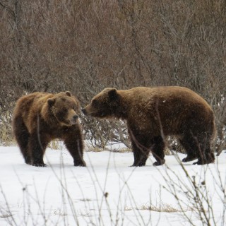 Milliron TJ outfitting Alaska Hunting bear Odins Adventure