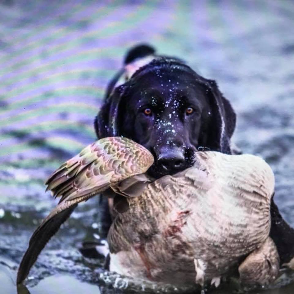 Labrador Dog retreiving